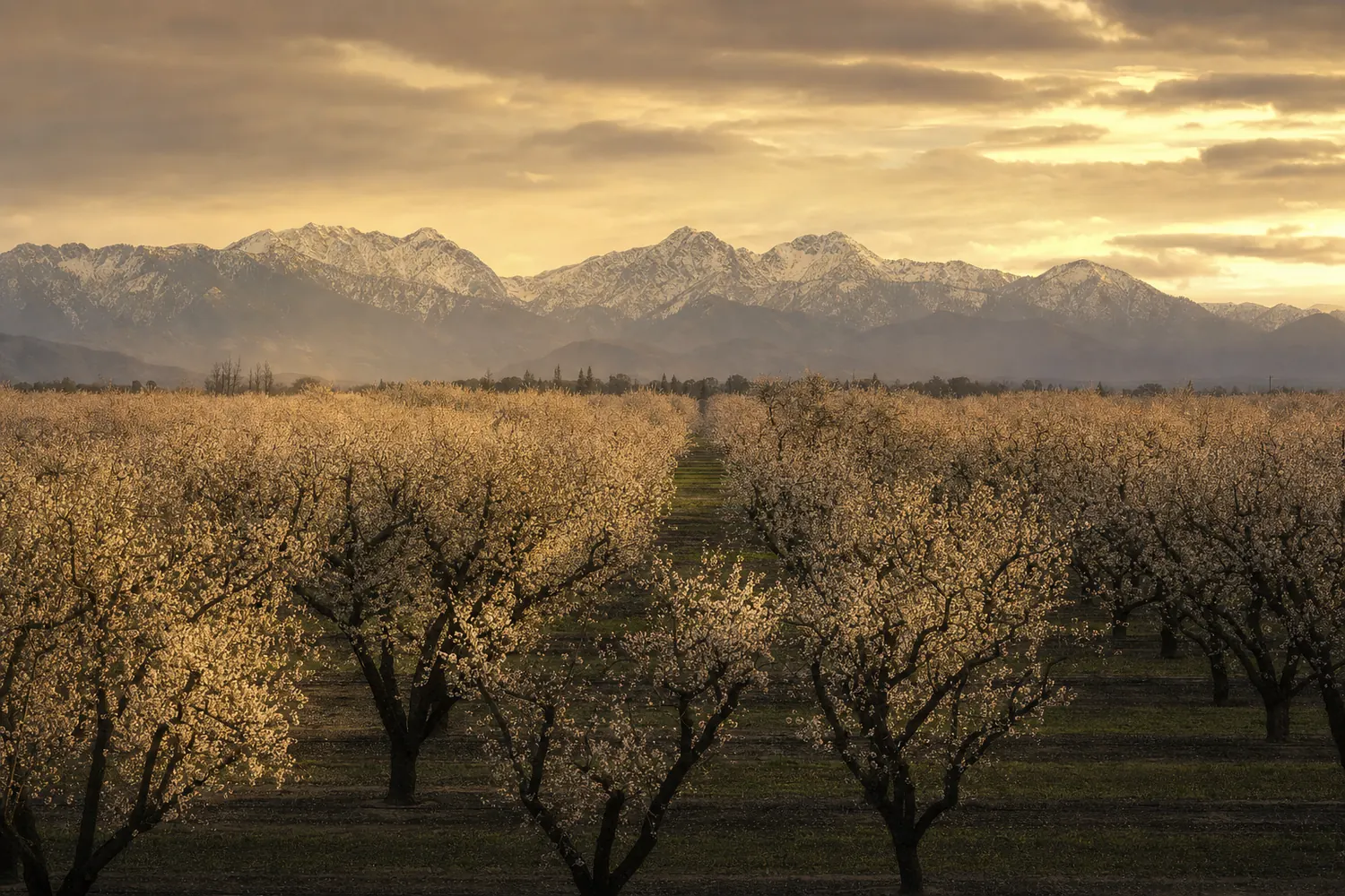 An almond orchard in bloom near Clovis with the snow-dusted Sierra Nevada beyond.