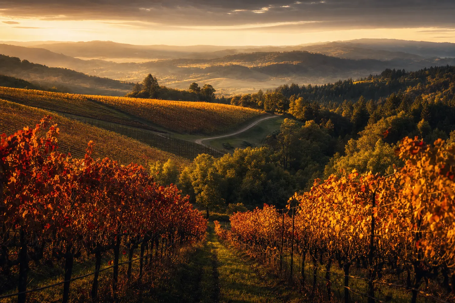 Sonoma County vineyards near Santa Rosa in autumn colour at golden hour.