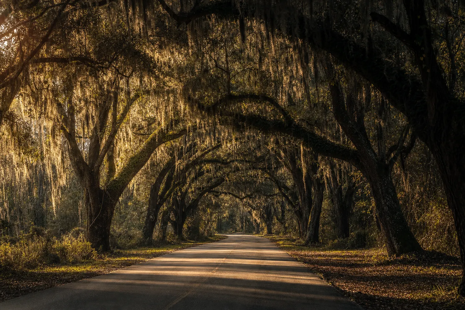 Ancient live oaks draped in Spanish moss arching over a quiet Georgia country road.