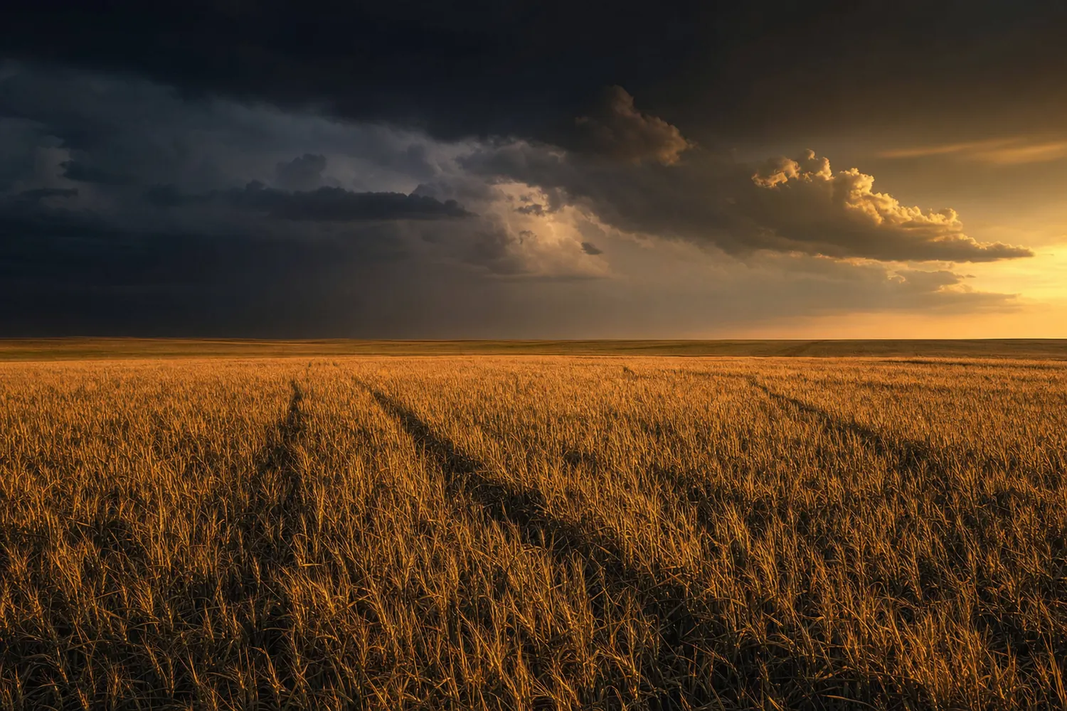 Kansas wheat fields stretching flat to the horizon with distant thunderheads building.