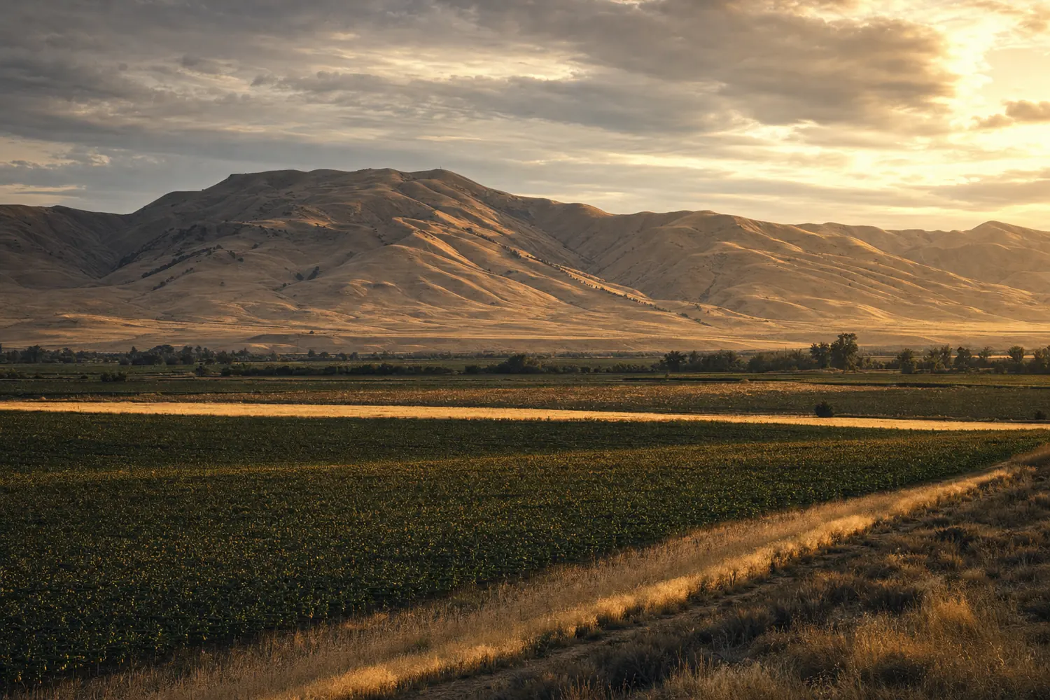 Central Valley farmland near Tracy with the dry Diablo Range beyond at golden hour.