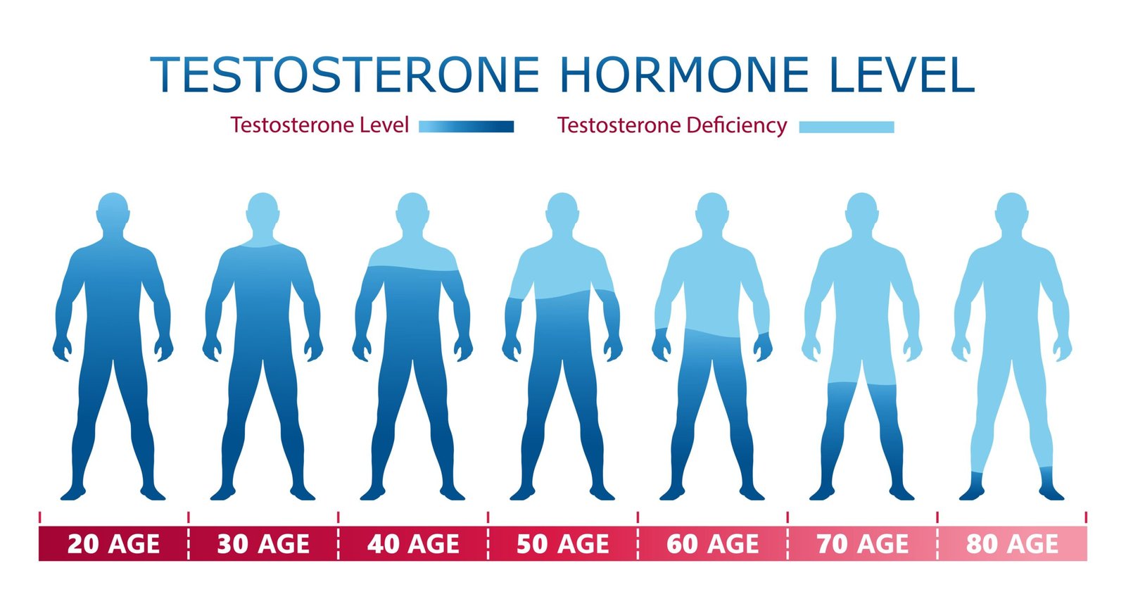 Medical graphic chart with male body