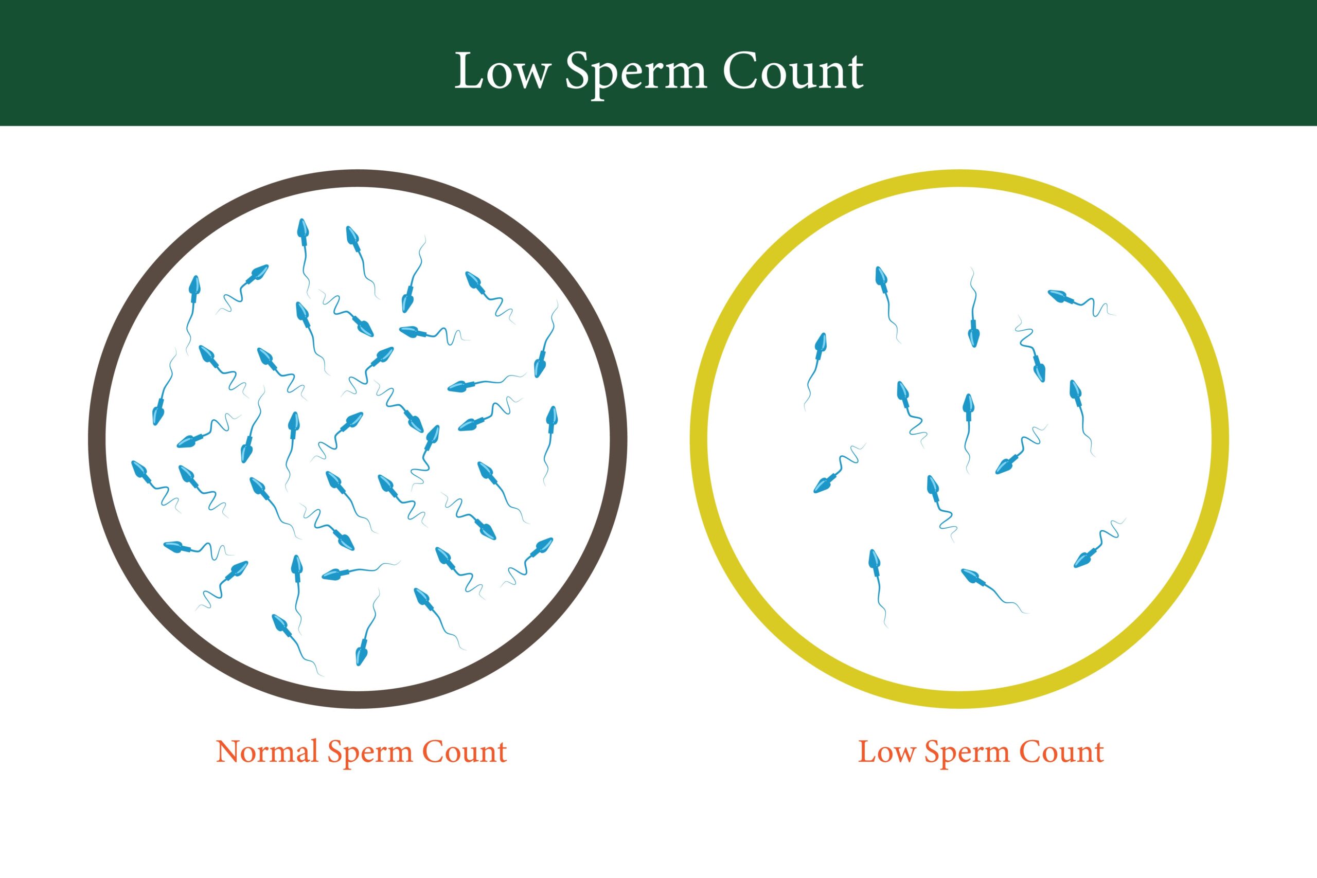 normal and low sperm count